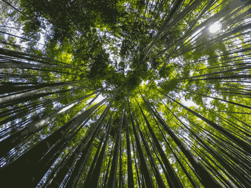 écologie de soi par Sophie court - Foret de bambous